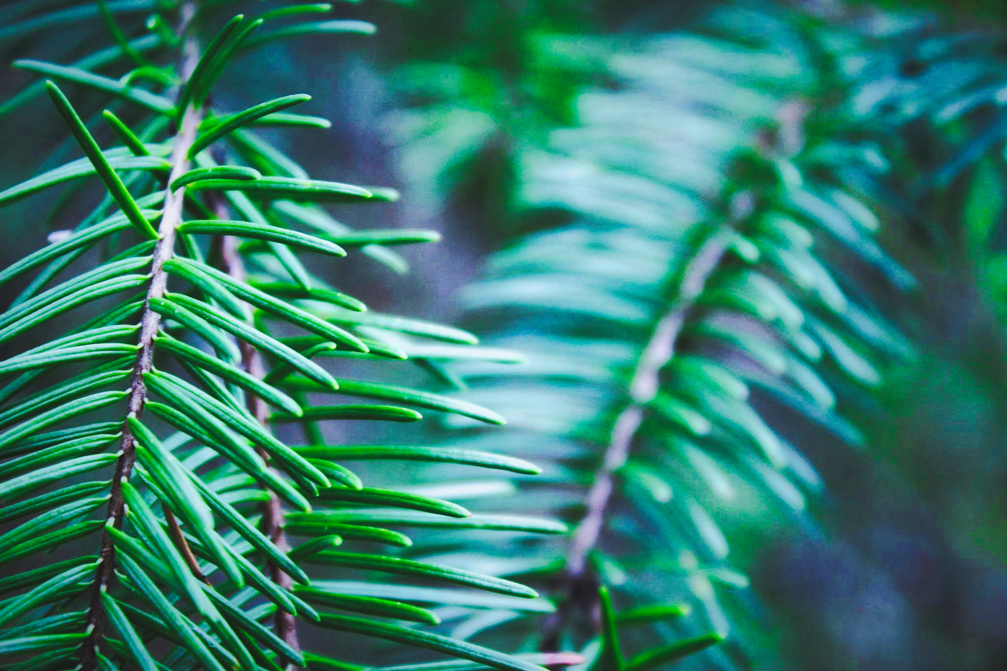 Living With Bigfoot in My Backyard