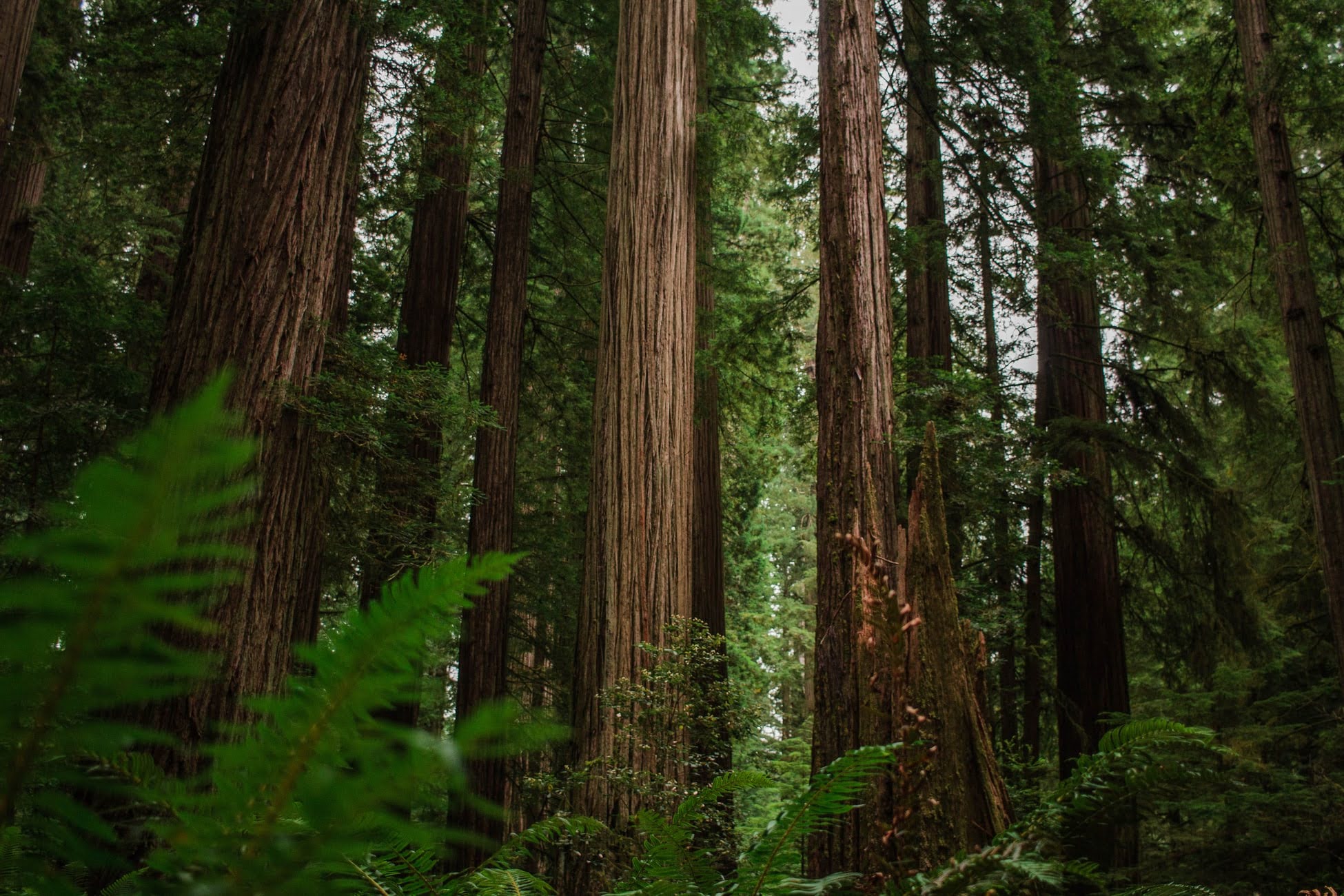 woods