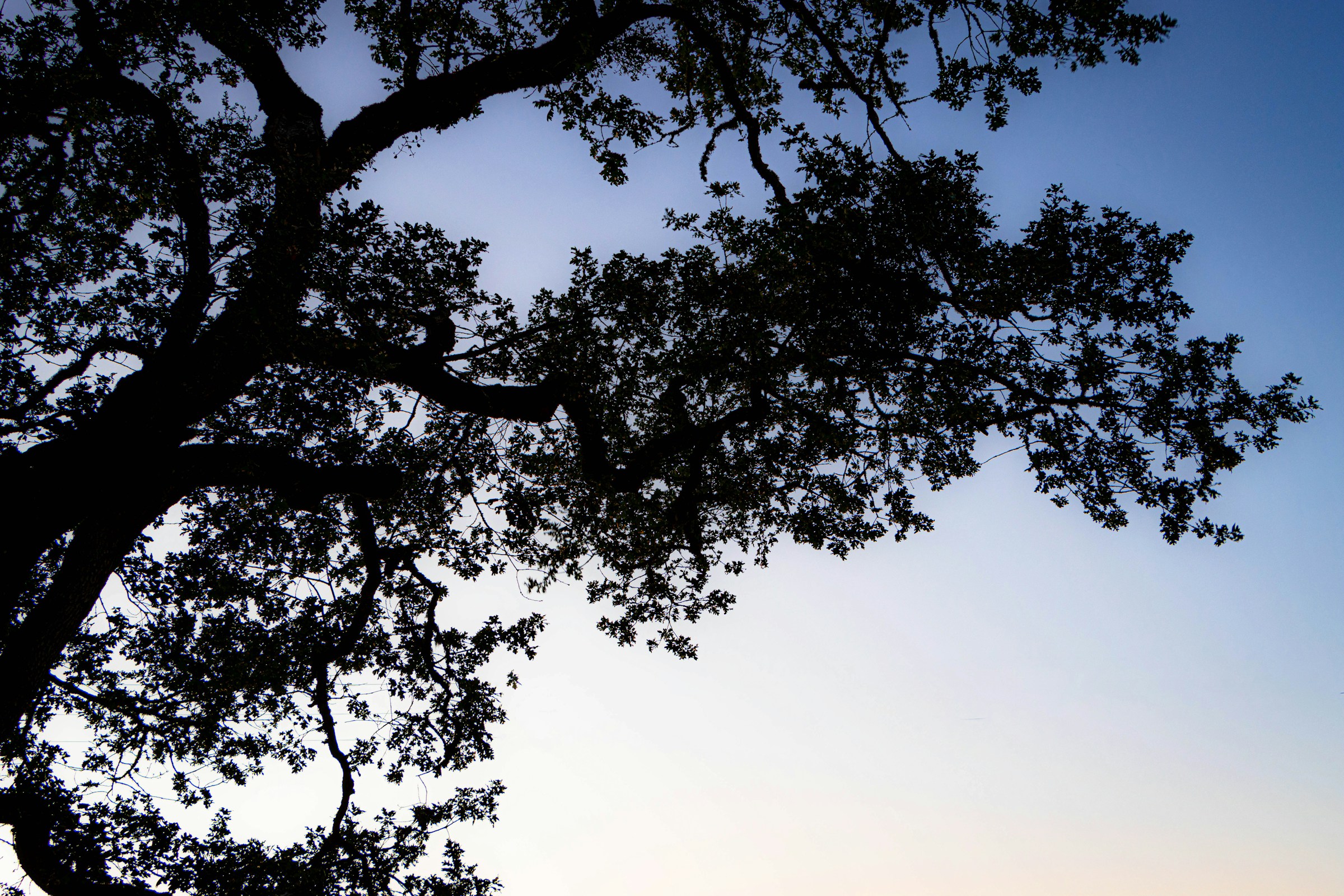 evening-oak