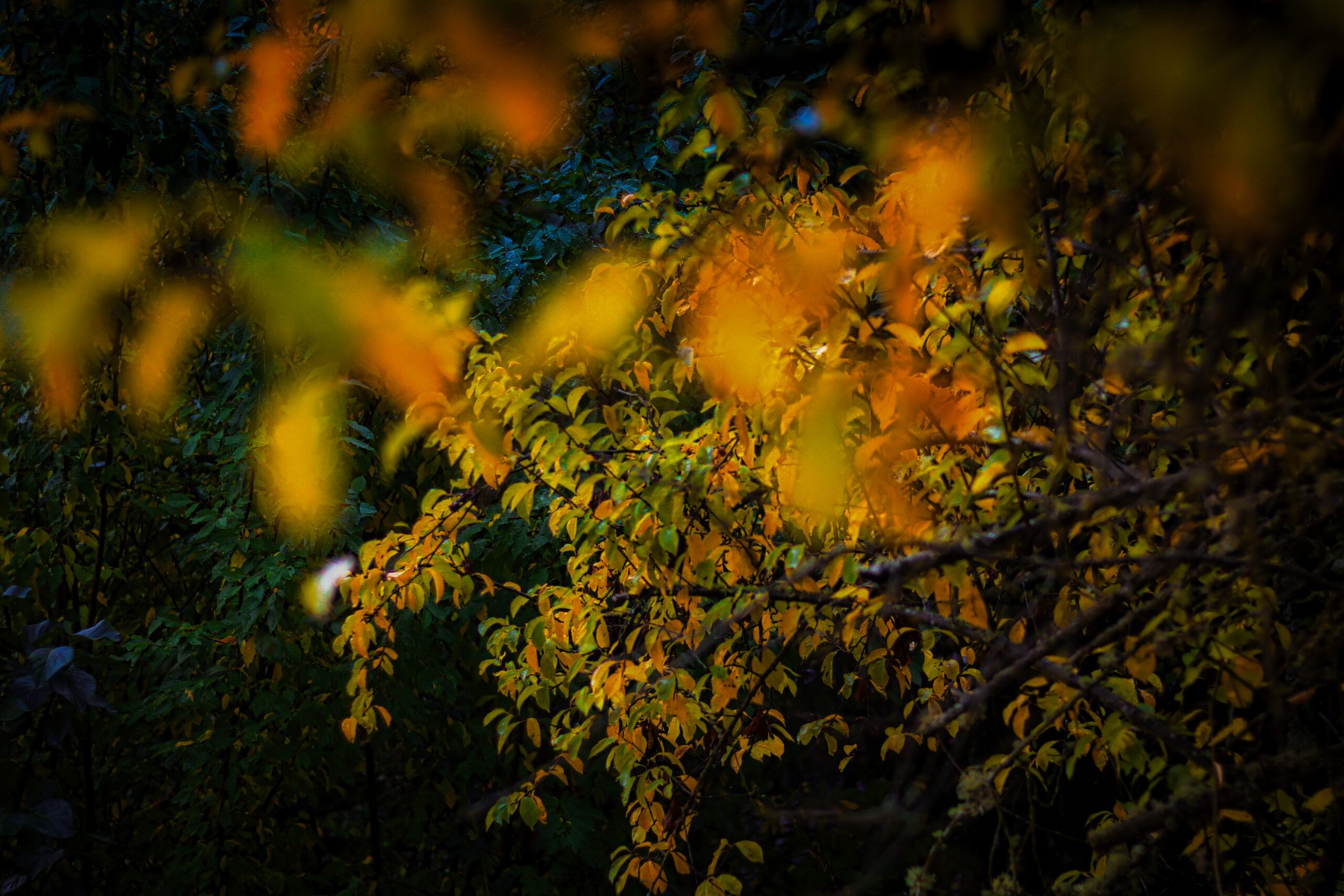 leaves-of-yellow