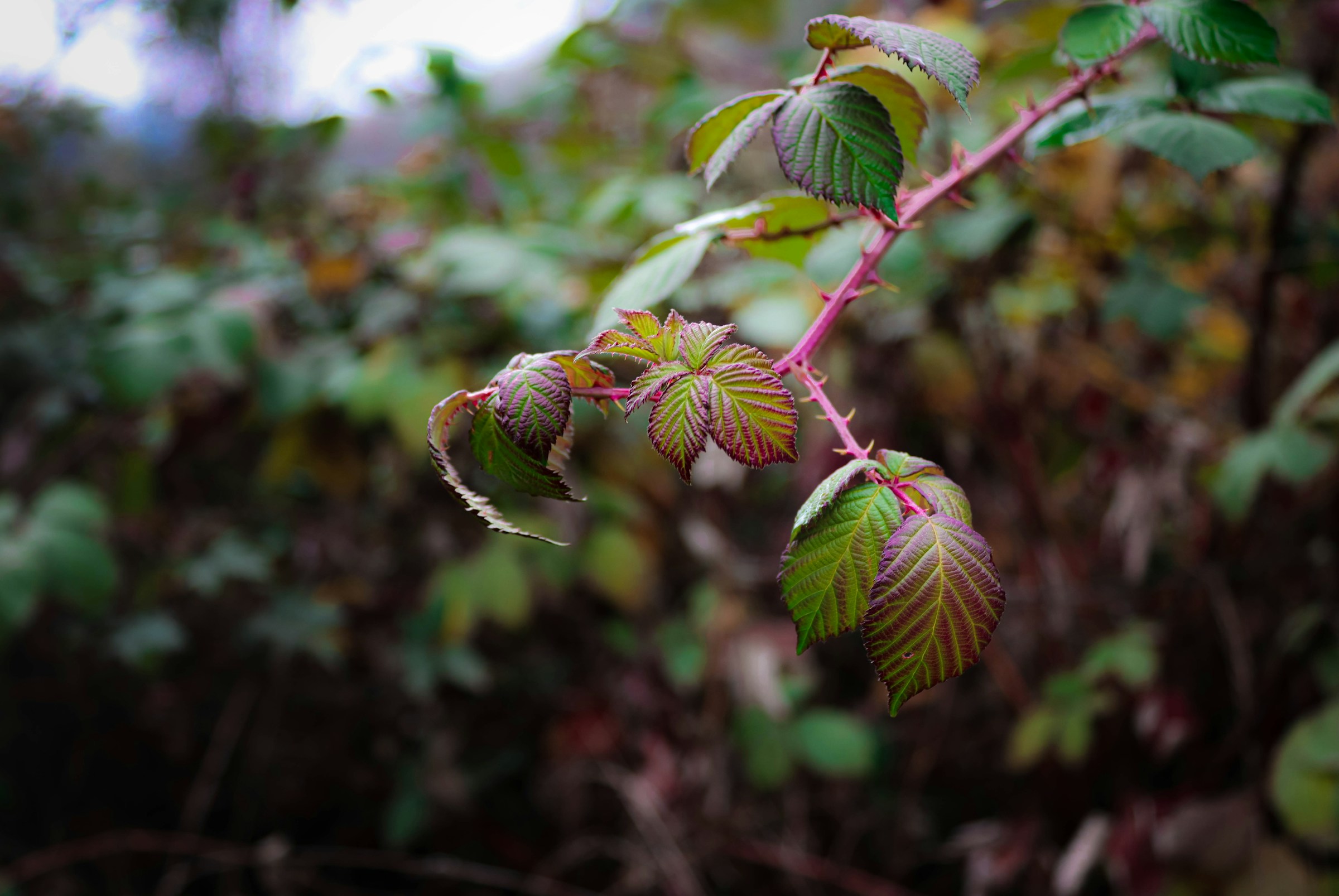 Diving Into Photography As A Hobby