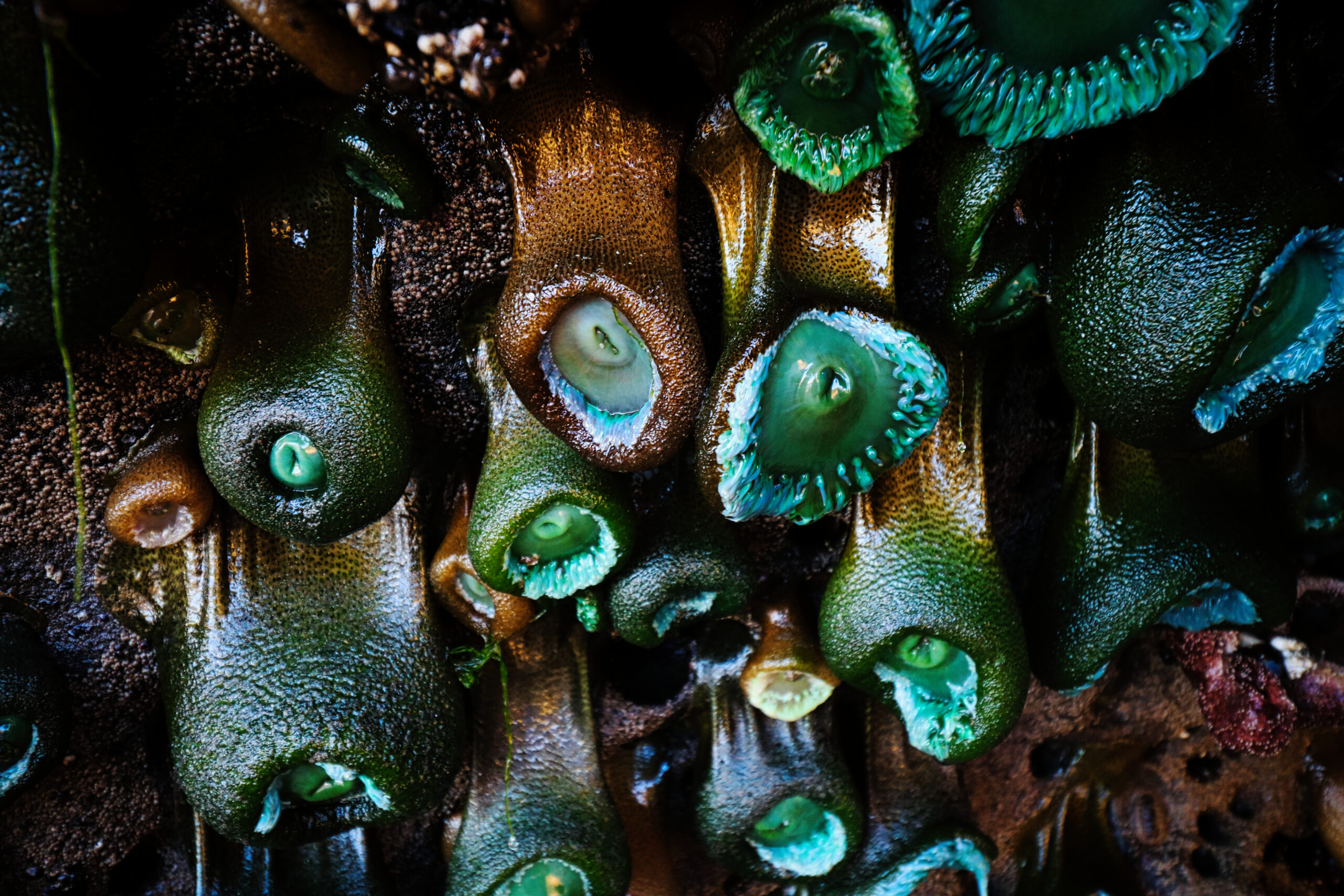 sea-anemone