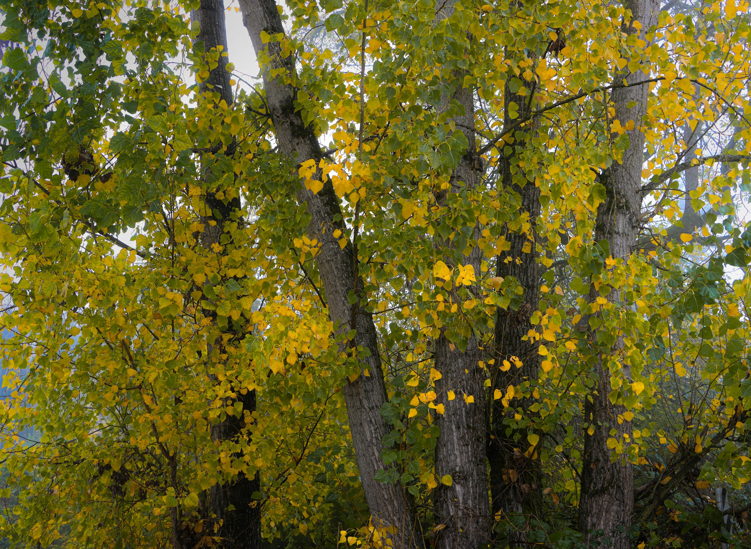 golden-green